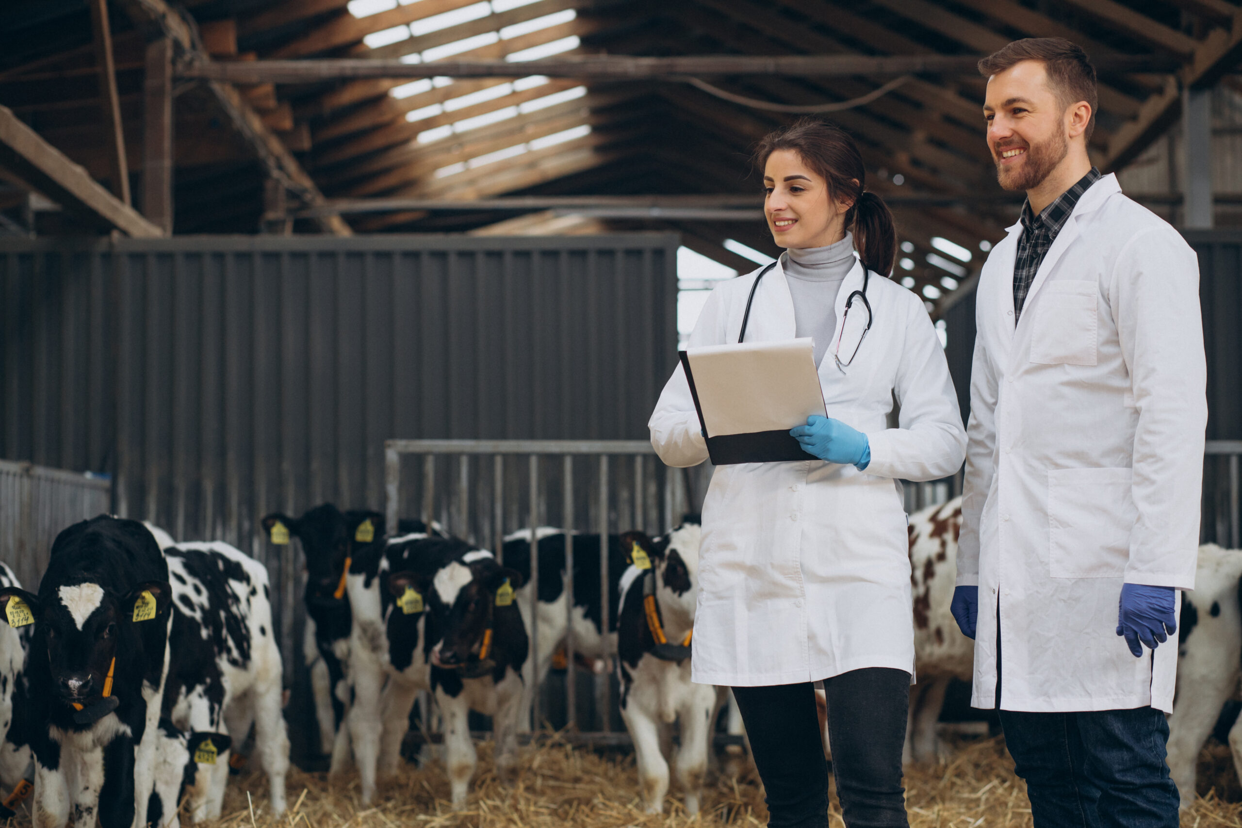 Veterinary at the farm walking in cowshed checking the cows